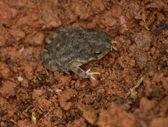 Rhinella major