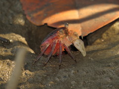 Metopograpsus