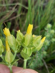 Sebaea ambigua