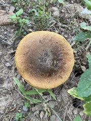 Cyanoboletus