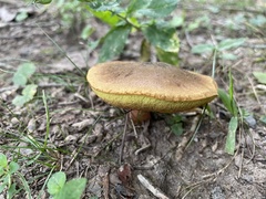 Cyanoboletus