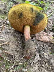 Cyanoboletus