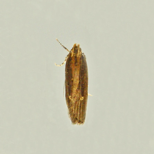 Eye-ringed Chionodes Moth and Allies photo 5