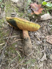 Cyanoboletus