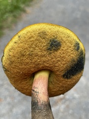 Cyanoboletus