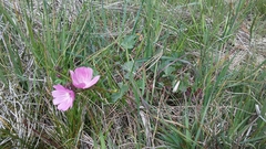 Sidalcea malviflora malviflora