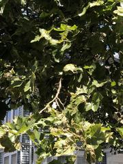 Platanus occidentalis