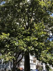 Platanus occidentalis
