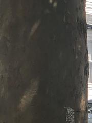 Platanus occidentalis