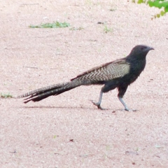 Pheasant Coucal photo 6