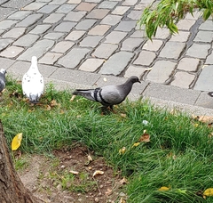 Columba livia domestica