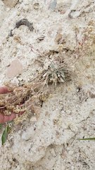 Physaria didymocarpa lanata