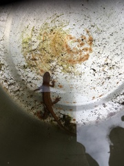 Lissotriton