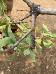 Cynips quercusechinus