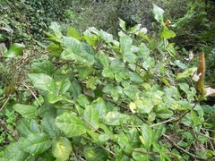 Boquila trifoliolata