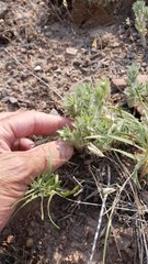 Evolvulus nuttallianus