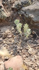 Evolvulus nuttallianus