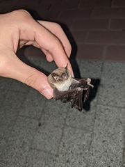 Myotis