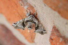 Apatelodes pudefacta