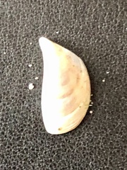 Dreissena polymorpha