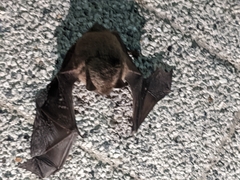 Myotis
