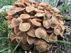 Desarmillaria caespitosa image