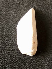 Dreissena polymorpha