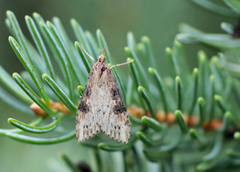 Udea itysalis