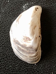 Dreissena polymorpha