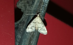 Metasia ophialis
