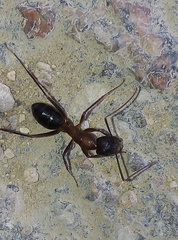 Camponotus barbaricus