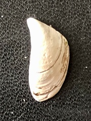 Dreissena polymorpha