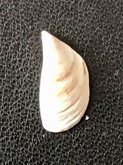 Dreissena polymorpha