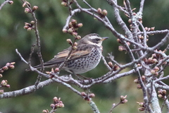 Turdus eunomus