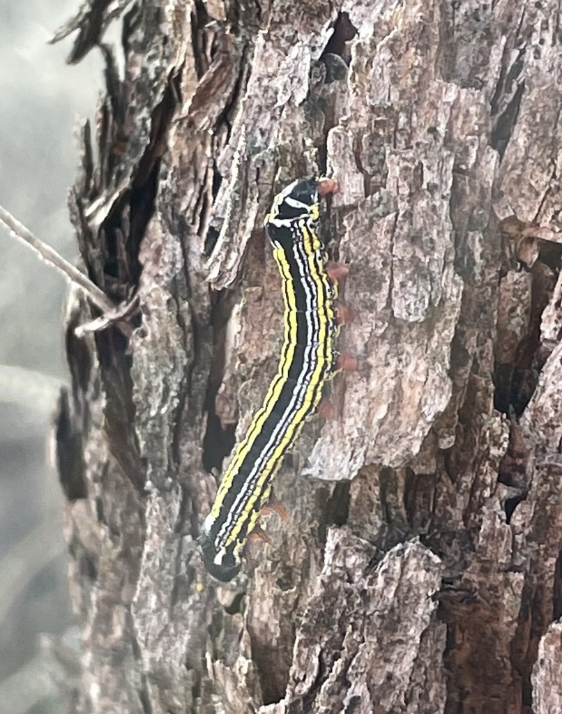 Orange-tailed Prominent