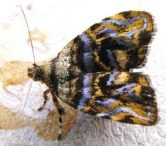 Choreutis metallica