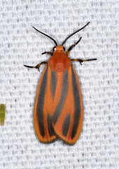 Hypoprepia miniata