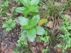 Lithospermum helleri