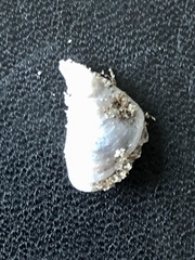 Dreissena polymorpha