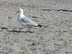 Larus delawarensis