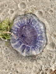Cyanea lamarckii image