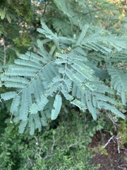 Senegalia berlandieri