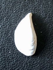 Dreissena polymorpha