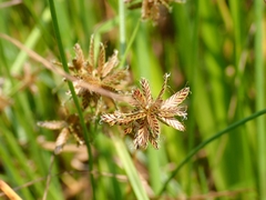 Cyperus diandrus