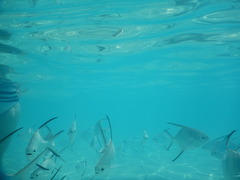 Trachinotus goodei