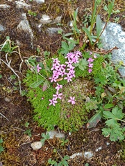Silene acaulis exscapa
