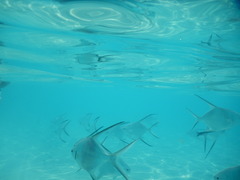 Trachinotus goodei