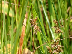 Cyperus diandrus