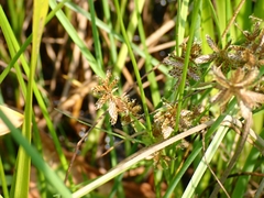 Cyperus diandrus