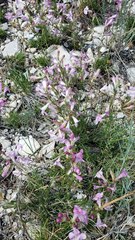 Penstemon laricifolius